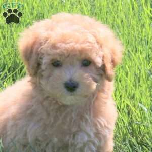 Hector, Bich-Poo Puppy