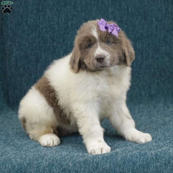 Katie, Newfoundland Puppy
