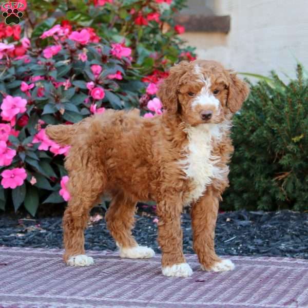 Heidi, Miniature Poodle Puppy