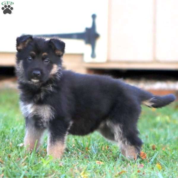 Heidi, German Shepherd Puppy