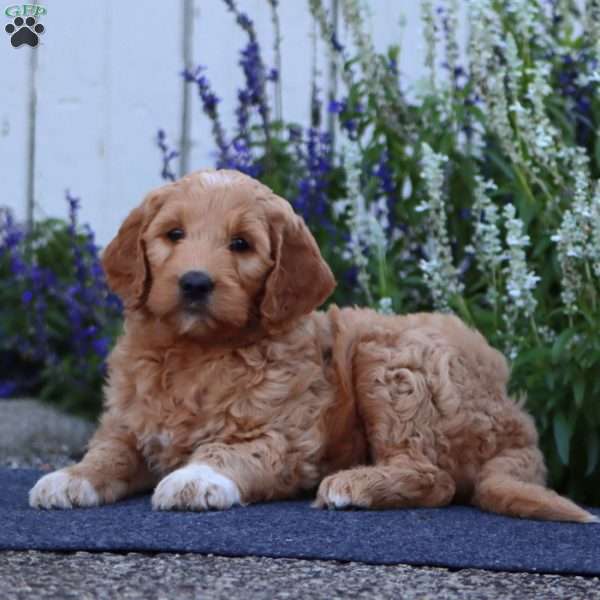 Heidi, Goldendoodle Puppy