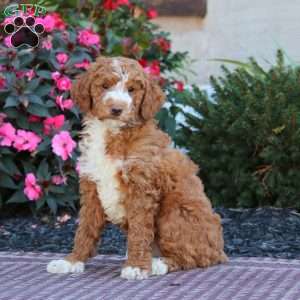 Heidi, Miniature Poodle Puppy