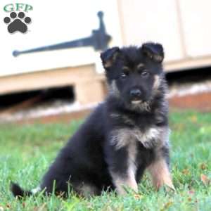 Heidi, German Shepherd Puppy
