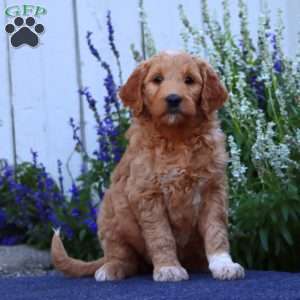 Heidi, Goldendoodle Puppy