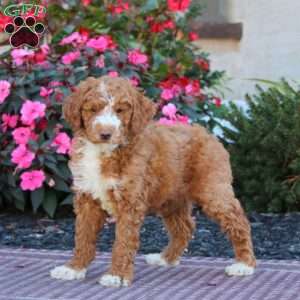 Heidi, Miniature Poodle Puppy