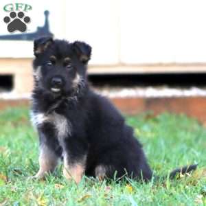 Heidi, German Shepherd Puppy