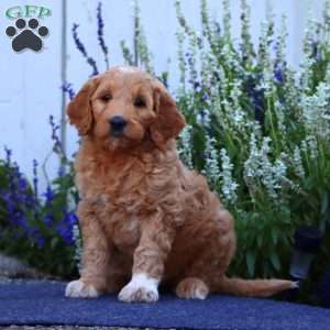 Heidi, Goldendoodle Puppy