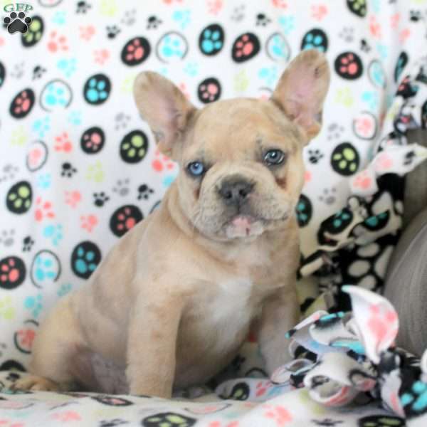 Henry, French Bulldog Puppy