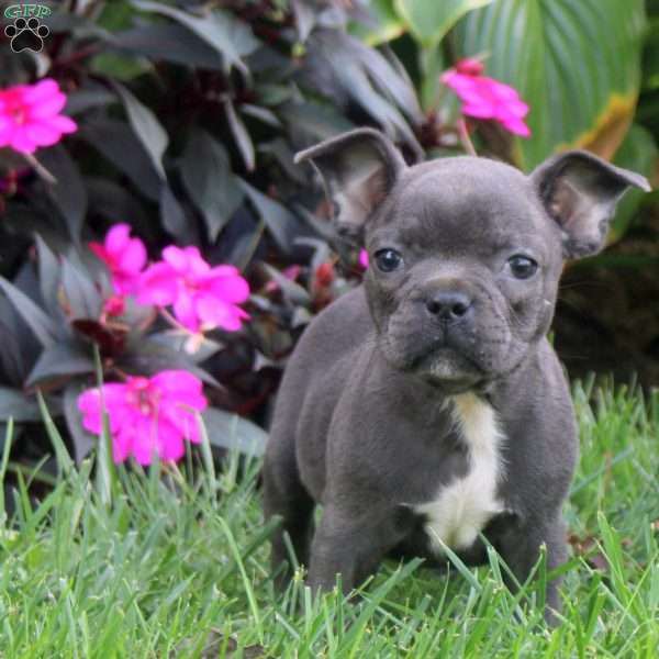 Henry, Frenchton Puppy