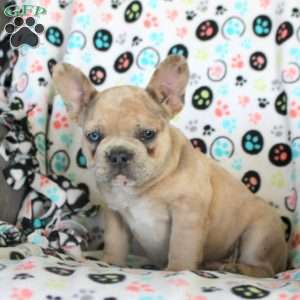 Henry, French Bulldog Puppy