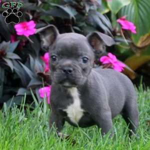 Henry, Frenchton Puppy