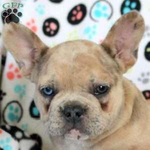 Henry, French Bulldog Puppy