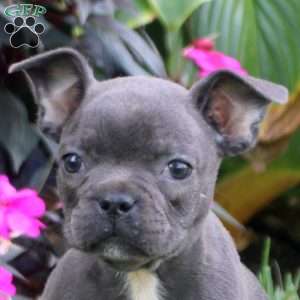 Henry, Frenchton Puppy