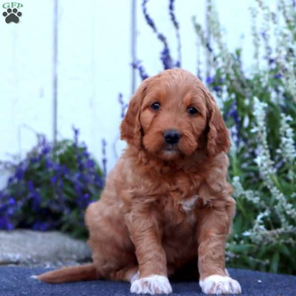 Henry, Goldendoodle Puppy