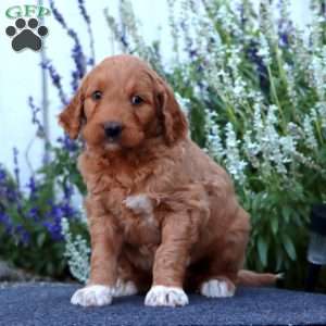 Henry, Goldendoodle Puppy