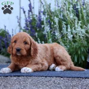 Henry, Goldendoodle Puppy