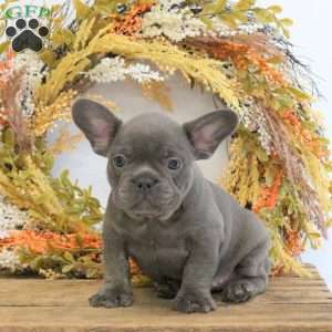 Hercules, French Bulldog Puppy