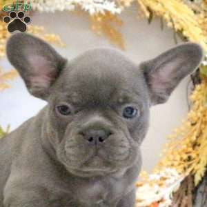 Hercules, French Bulldog Puppy
