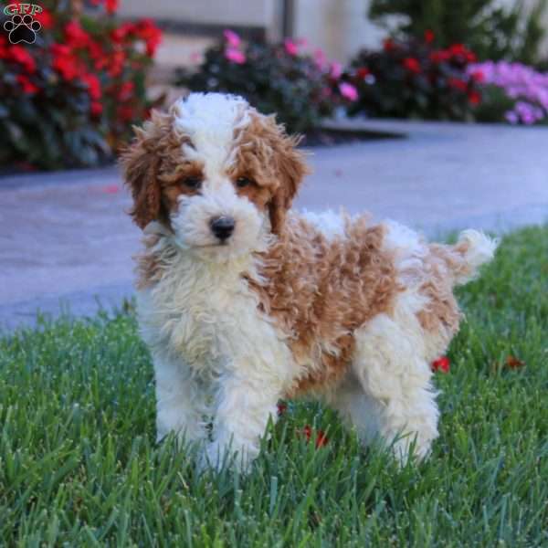 Hero, Miniature Poodle Puppy