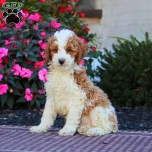 Hero, Miniature Poodle Puppy