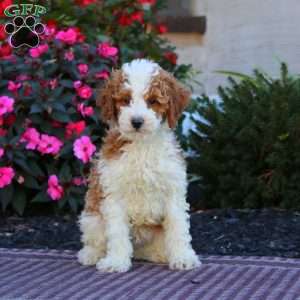 Hero, Miniature Poodle Puppy