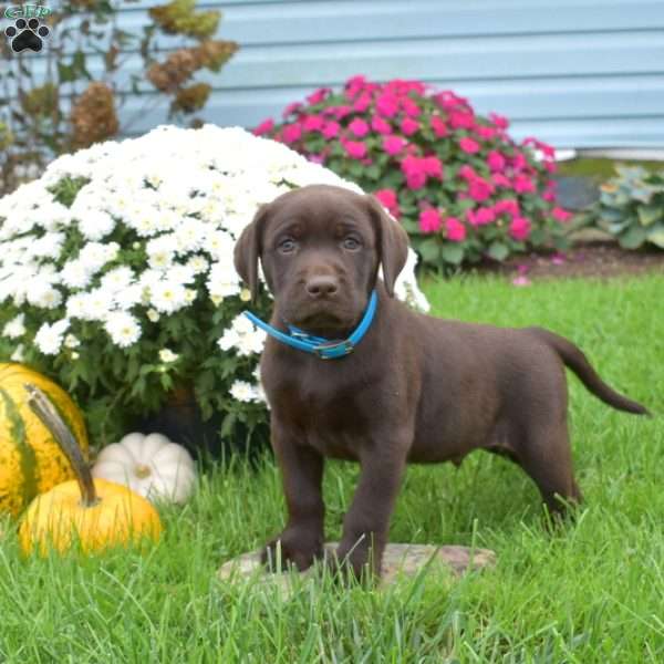 Hershey, Chocolate Labrador Retriever Puppy