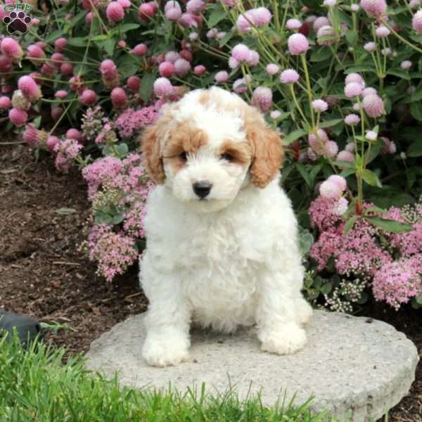Holiday, Cavapoo Puppy