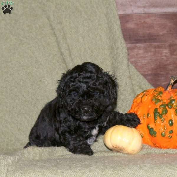 Holly, Miniature Poodle Puppy