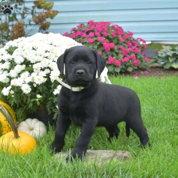 Holly, Black Labrador Retriever Puppy