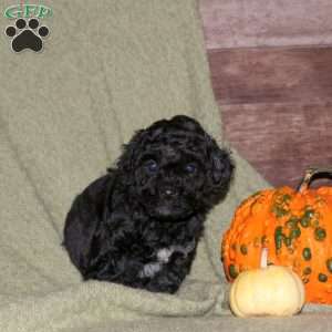 Holly, Miniature Poodle Puppy