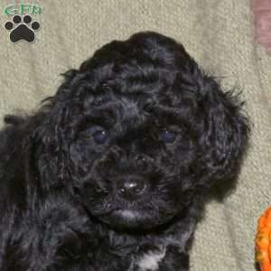 Holly, Miniature Poodle Puppy