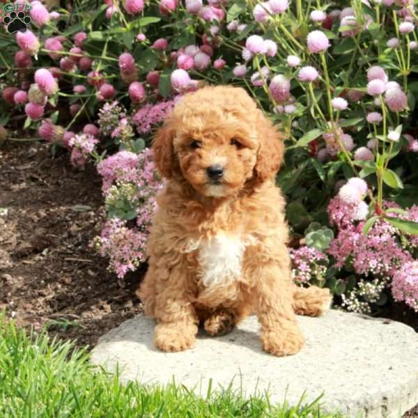 Honey, Cavapoo Puppy