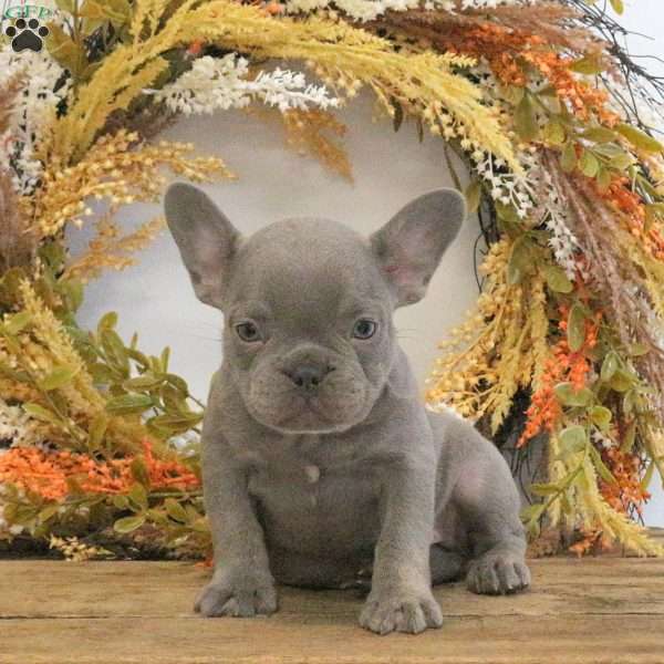 Honey, French Bulldog Puppy