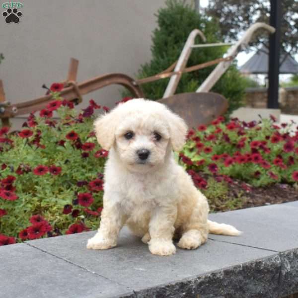 Honey, Bichon Frise Puppy