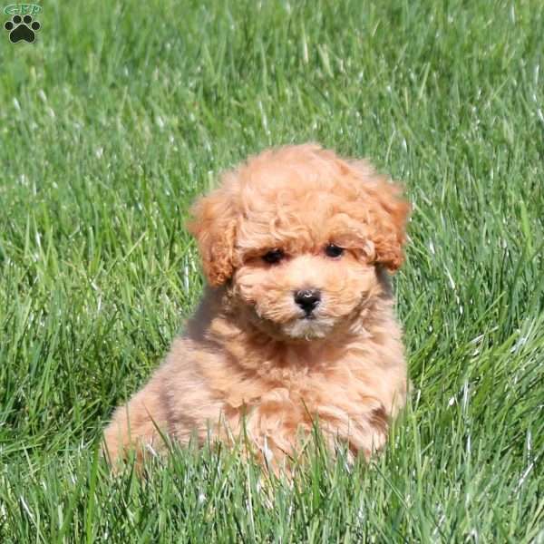 Honey, Bich-Poo Puppy