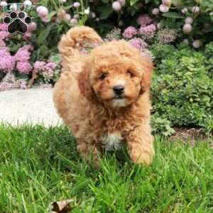 Honey, Cavapoo Puppy