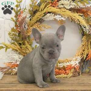 Honey, French Bulldog Puppy