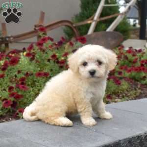 Honey, Bichon Frise Puppy