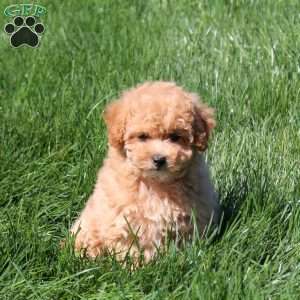 Honey, Bich-Poo Puppy