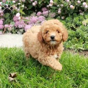 Honey, Cavapoo Puppy