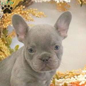 Honey, French Bulldog Puppy