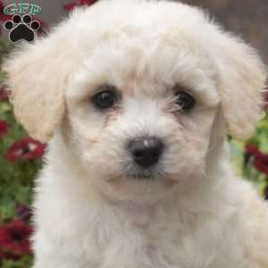 Honey, Bichon Frise Puppy