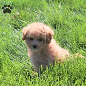 Honey, Bich-Poo Puppy