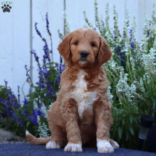 Hoops, Goldendoodle Puppy