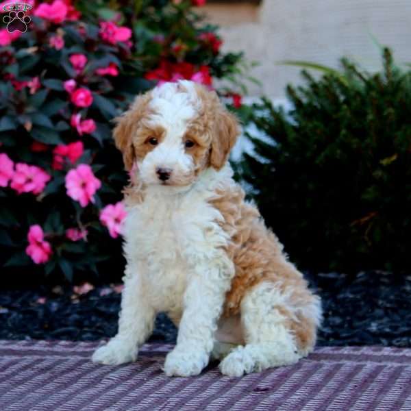 Hoops, Miniature Poodle Puppy