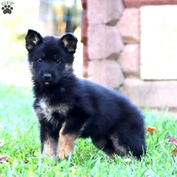 Hoops, German Shepherd Puppy