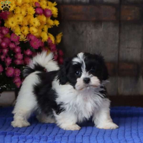 Hoops, Teddy Bear Puppy