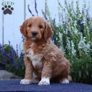 Hoops, Goldendoodle Puppy