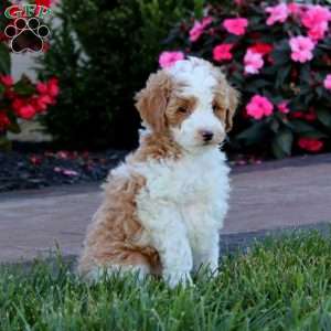 Hoops, Miniature Poodle Puppy