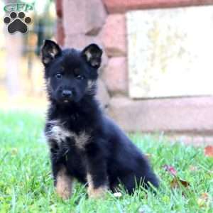 Hoops, German Shepherd Puppy